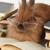 @richardgrant@mastodon.social